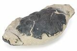 Fossil Crab (Zanthopsis) - London Clay, England #243406-1